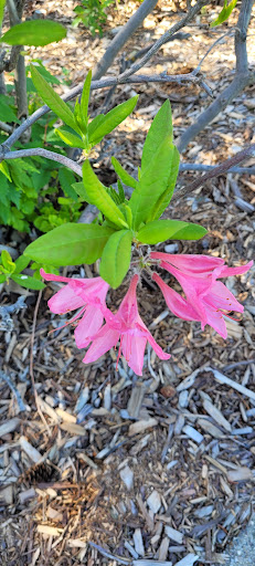 Tuthill Park Playground 20250727 070551 001