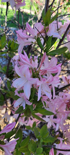 Tuthill Park Playground 20250727 070552 002