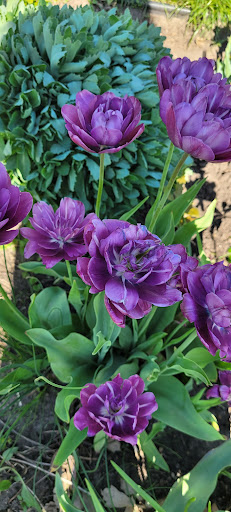 Tuthill Park Playground 20250727 070553 003