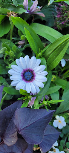 Tuthill Park Playground 20250727 070553 004