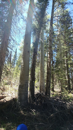 Ute Lodge 20250727 021051 013