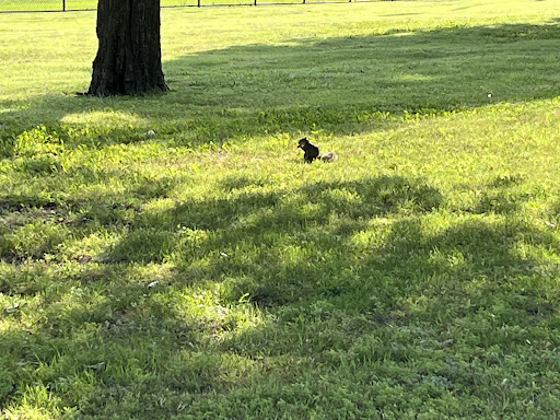 Vandergriff Park 20250726 192355 007