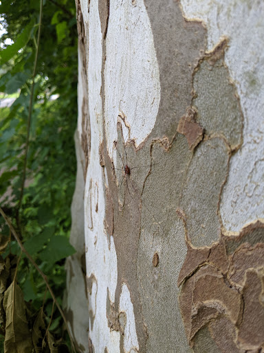 Veterans Memorial Park 20250727 071328 003