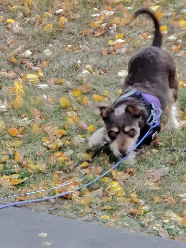 Walker Johnston Park 20250727 044157 016