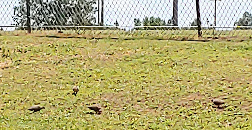 West Mobile County Park   A Mobile County Park 20250726 184540 002