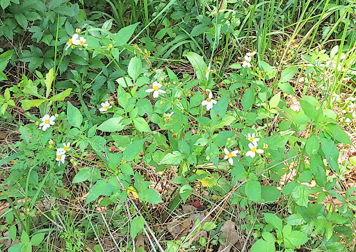 West Mobile County Park   A Mobile County Park 20250726 184541 003