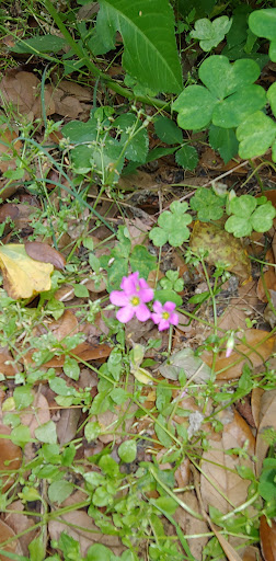 West Mobile County Park   A Mobile County Park 20250726 184547 011