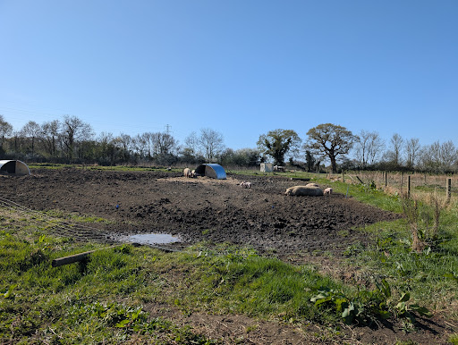 White Row Farm 20250808 193927 005