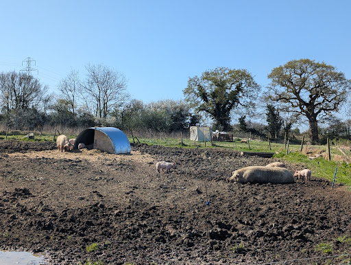 White Row Farm 20250808 193929 008