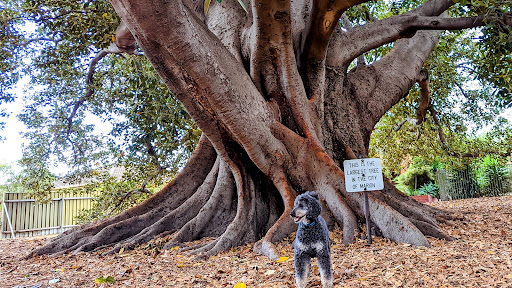 Willoughby Avenue Reserve 20250824 015600 005