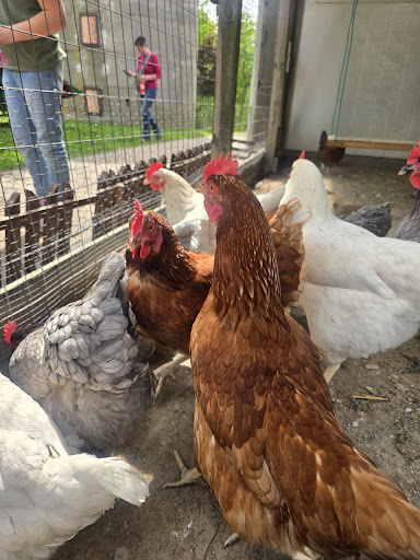 Willoughby Heritage Farm 20250727 004020 010