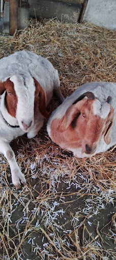 Willoughby Heritage Farm 20250727 004025 016