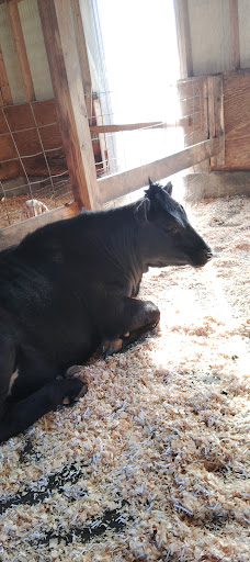 Willoughby Heritage Farm 20250727 004026 018