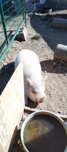 Willoughby Heritage Farm 20250727 004027 019
