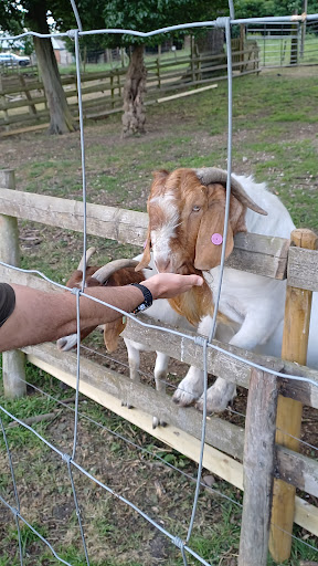 Willows Activity Farm 20250808 184259 002