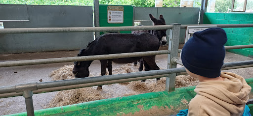 Willows Activity Farm 20250808 184311 016