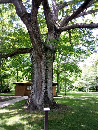 Yough Dam Outflow Playground 20250727 023446 005